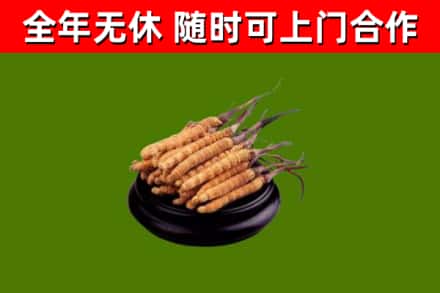 郸城县回收散虫草